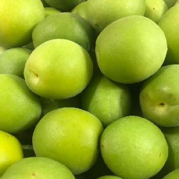 青梅 梅の実の投稿画像一覧 Greensnap グリーンスナップ