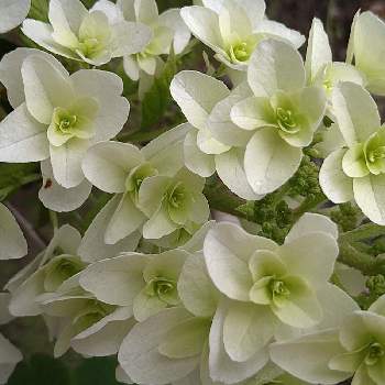 八重の柏葉紫陽花の投稿画像一覧 Greensnap グリーンスナップ