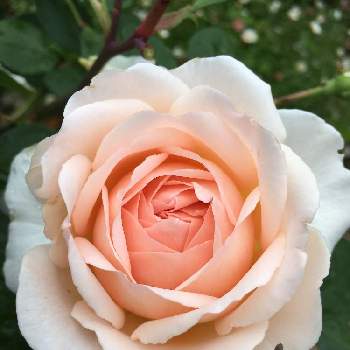 アプリコット色の画像 by あきこさん | 小さな庭とばら バラ 薔薇と水曜ローズショーと毎日ローズショーとメルヘンとお家園芸と美しいと綺麗とアプリコットのバラと可愛いとメルヘンツァウバー バラとアプリコット色