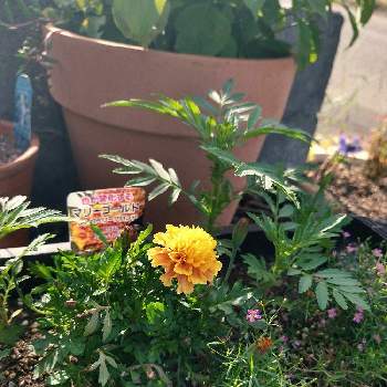 マリーゴールド＊ストロベリーブロンドの画像 by minaさん | 小さな庭とかすみ草。とマリーゴールド♡とマリーゴールド＊ストロベリーブロンド