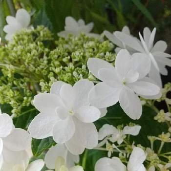 紫陽花ウェディングドレスの投稿画像一覧 Greensnap グリーンスナップ