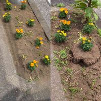 ポーチュラカ,マリーゴールドの画像