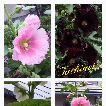 立葵（タチアオイ）の画像 by ゆーゆさん | 小さな庭と立葵（タチアオイ）と好きな色❤と今日のお花と乙女ピンクとビタミンカラー♡