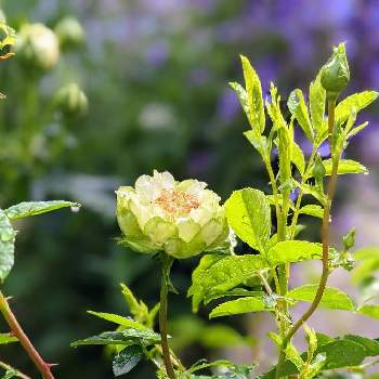 SPバラ　エクレールの画像 by みるきーさん | 小さな庭とばら バラ 薔薇とミニバラ鉢植えと緑のお花とおうち園芸と庭のばらと花のある暮らしとSPバラ　エクレールとバラを楽しむ