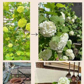 ビバーナムスノーボール の投稿画像一覧 Greensnap グリーンスナップ ビバーナムスノーボール の投稿画像一覧 Greensnap グリーンスナップ