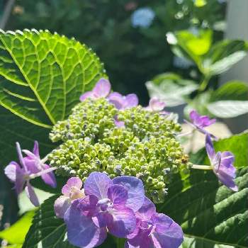 マーガレット,マーガレットストロベリーホイップ,ピンクの花,pwの花,pwストロベリーホイップの画像