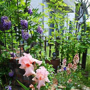 ジャーマンアイリス,アメリカフジ,バーバスカム,DIY花壇,小さな庭の画像