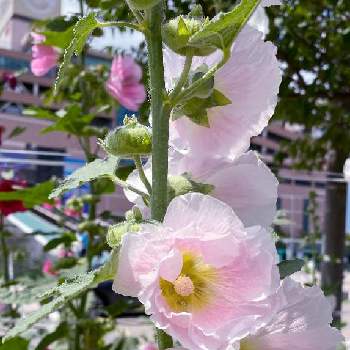 海外暮らしの画像 by selinaさん | タチアオイと6月の花と今日のお花とタチアオイ❁とピンクのお花と花のある暮らしと白い花とお散歩と海外暮らしとピンクのブーケ(花束)