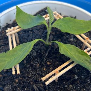 挿し木,草木染め,押し木,染料,琉球藍の画像