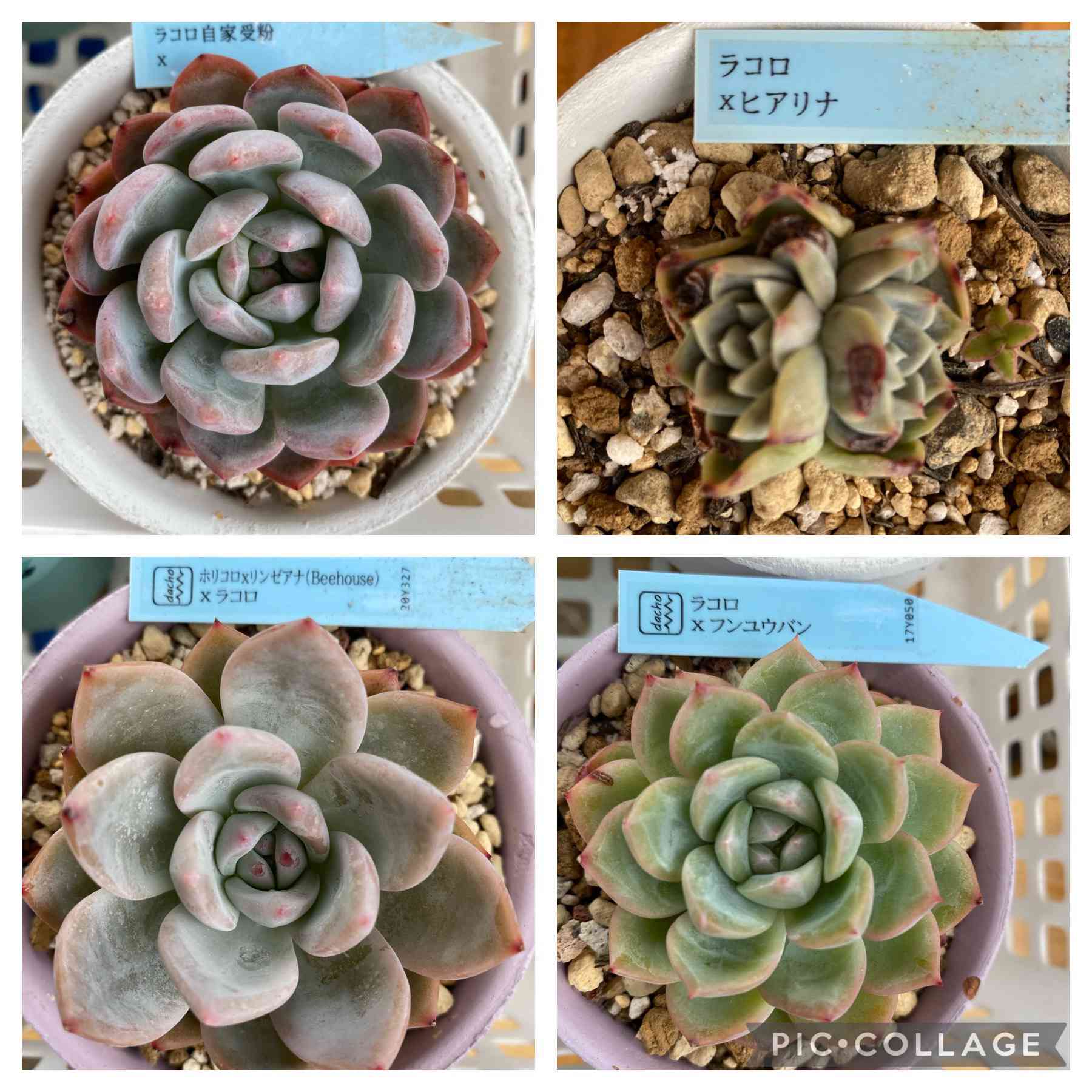 ホリコロ　リンゼアナ 多肉植物 オリジナル交配 (ホリコロ×コロラータ)×(中里リンゼアナ