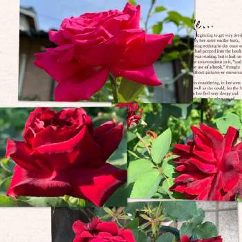 鉢でそだてるの画像 by anne♪さん | 広い庭とバラ オマージュ・ア・バルバラと黒真珠と王妃アントワネットとHTと深い色合いと鉢でそだてると可愛い♥️と癒されると真紅の薔薇☆といい香りと優しいと地植え