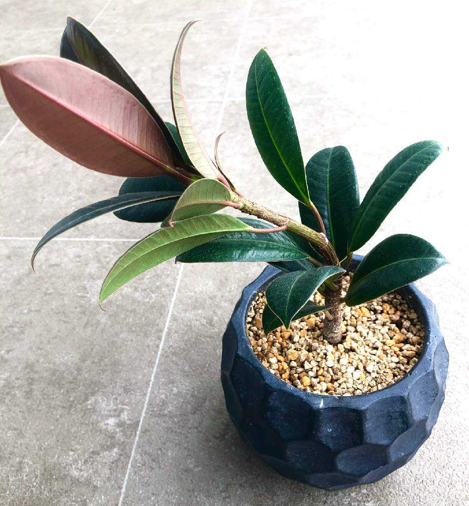 インドゴムの木(フィカスエラスティカ)の成長🌿｜🍀GreenSnap