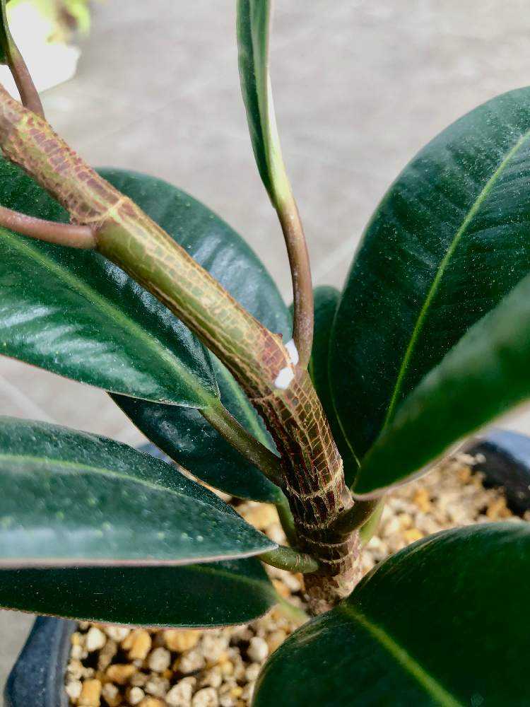 インドゴムの木(フィカスエラスティカ)の成長🌿｜🍀GreenSnap