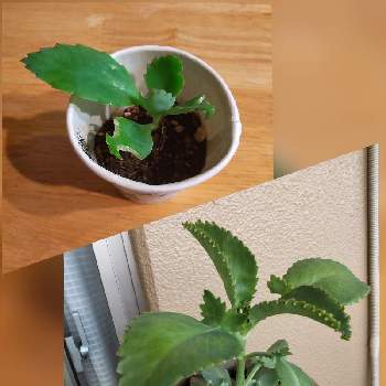 マザーリーフの投稿画像一覧 Greensnap グリーンスナップ