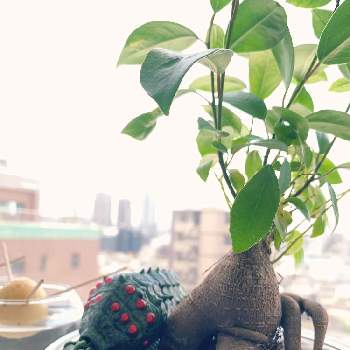 ジブリの画像 by ロムスカ・パロ・ウル・ラピュタさん | インテリアとジブリと観葉植物と装飾とハイドロカルチャーと王蟲ちゃんとコラボとマンション
