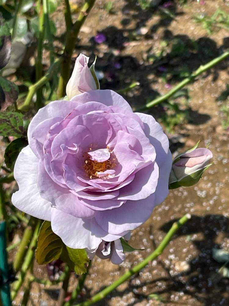 薔薇 2020.5.29 横須賀市ヴェルニー公園の薔薇🌹を見て来ました