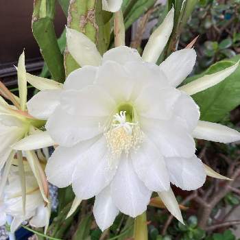 花のある暮らし❤️の画像 by Nodokaさん | クジャクサボテン、白とありがとうと白いお花♡とほったらかし多肉と花のある暮らし❤️