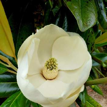 泰山木の花の投稿画像一覧 Greensnap グリーンスナップ