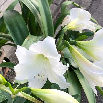 よそさまのお庭の画像 by あんぱんさん | お出かけ先とアマリリスと白い花とお散歩中に♪とよそさまのお庭と道端で♪