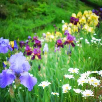 百花繚乱の投稿画像一覧 Greensnap グリーンスナップ