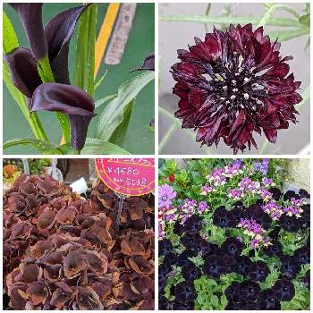 セントーレア ブラックボール,スーパーチュニア　スワローブラック,カラー,ハイドランジア,花のある暮らしの画像