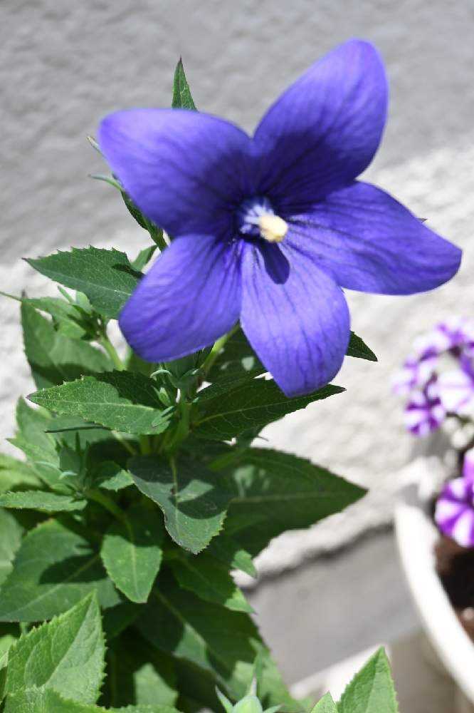 桔梗を球根から咲かせよう💜🤍💗｜🍀GreenSnap（グリーンスナップ）