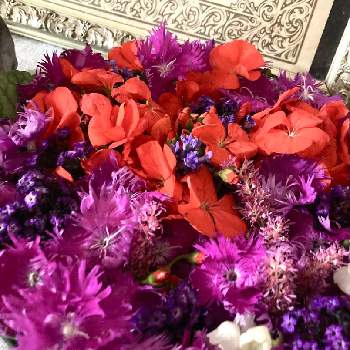 ダイアンサス（ナデシコの画像 by a.rubaniさん | 花手水と植物のある暮らしと庭の花と ゼラニウムと庭の花でアレンジとラベンダー☆とキンギョソウ♪とダイアンサス（ナデシコとヘリオトロープ☆と癒し…♡と花のある暮らしとフローティングフラワー