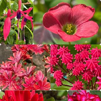赤い花♡の画像 by ナルママさん | 小さな庭とフクシアとガーベラとオキザリスとレウィシアとゼラニウムとカルミアと花のある暮らしと赤い花♡