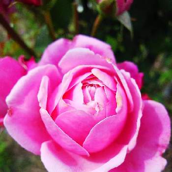 バラ シャンテロゼミサトの画像 by いづみ備後さん | 畑とバラ シャンテロゼミサトとガーデニングと園芸
