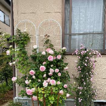 ピエール  ドゥ  ロンサールの画像 by ちょこママさん | 小さな庭とピエール  ドゥ  ロンサールとバラのある暮らしとおうち園芸と花いろいろとガーデニングと元気に育ててますよとバラ・ミニバラ