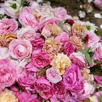 バラの花♡の画像 by hiroさん | 小さな庭とガーデンと庭のバラとばら バラ 薔薇とピンクのバラ♡とマイガーデンとバラのある暮らしと薔薇のある暮らし♡と小さな庭♡と薔薇を楽しむとガーデニングと花のある暮らしとバラの花♡