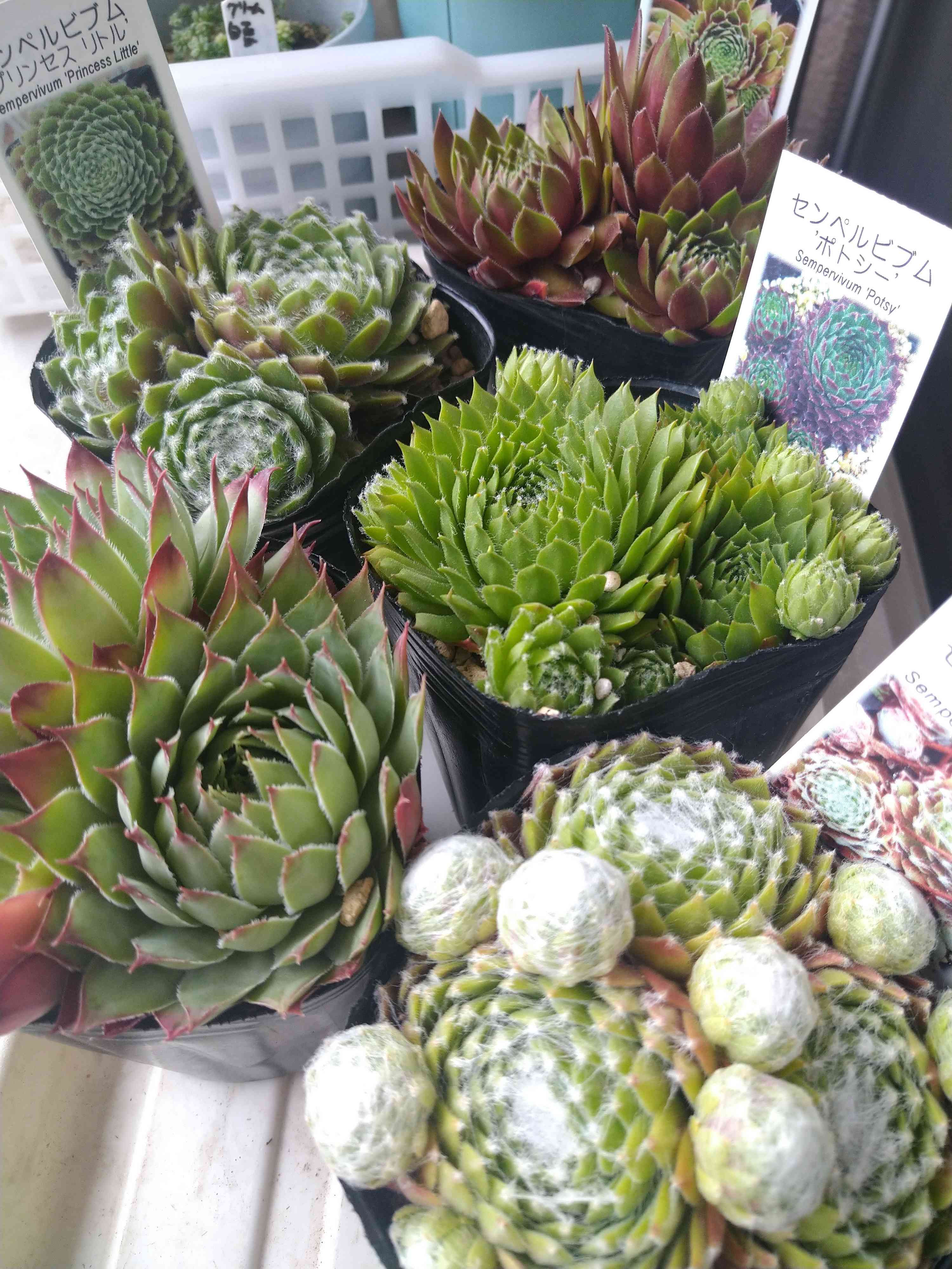 バロネッセの一覧｜🍀GreenSnap（グリーンスナップ）