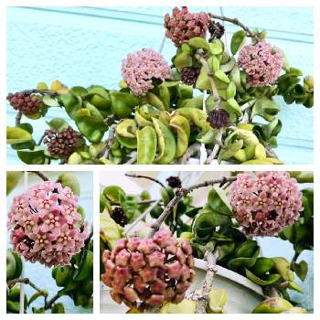ホヤ・カルノーサ・コンパクタの画像 by yhkrさん | 小さな庭とホヤ・カルノーサ・コンパクタと観葉植物と可愛いとピンクの花