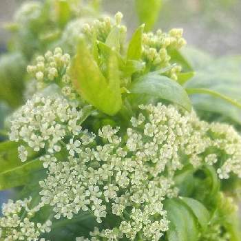 セロリの栽培の投稿画像一覧 Greensnap グリーンスナップ