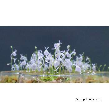 ウトリクラリア・サンダーソニー,ウサギゴケ,Utricularia sandersonii,花芽,食虫植物 ミミカキグサの画像