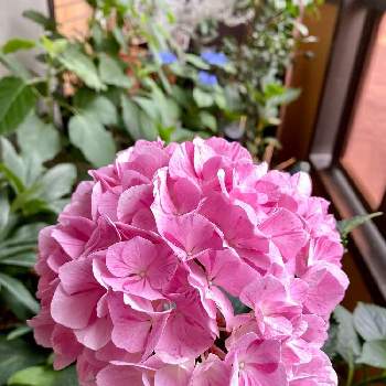 紫陽花 スプラッシュの投稿画像一覧 Greensnap グリーンスナップ