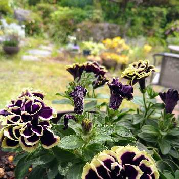 黒いお花の画像 by あーちゃんさん | ペチュニア 花衣 黒真珠と鉢植えのお花と黒いお花