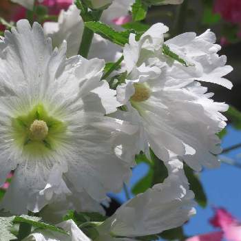 タチアオイの花の画像 by しろさん | タチアオイとしろと花の撮影と涼しげに☆と花撮りと今日のお花とタチアオイ❁とタチアオイの花と花を愛でると5月と花のある暮らしと美しいお花