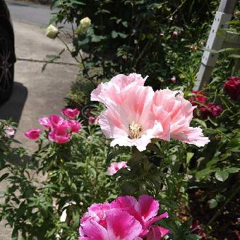 ゴテチャの画像 by まやっちさん | 小さな庭とゴテチャとピンクの花と季節の定番