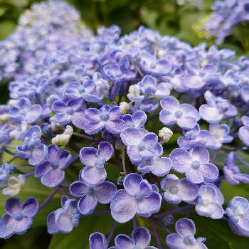 お花見散歩の画像 by siestaさん | アジサイと紫色の花とお花見散歩とwithグリーンと花の都市 福岡の花フォトコン