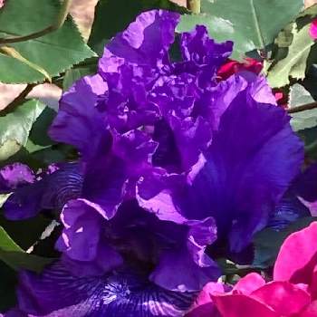 ジャーマンアイリス,ウクライナに平和を,癒しの薄紫,ありがとう♡,Juneの会の画像