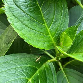 紫陽花の葉の投稿画像一覧 Greensnap グリーンスナップ