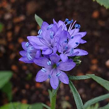 ✨キラキラ✨の画像 by ヨッシー☘️さん | ギリア・レプタンサと色あざやか⁎⋆*﻿と✨キラキラ✨と零れ種からと美しい✨✨と北海道の庭とヨッシーガーデン☘️2022と素敵なブルー♡