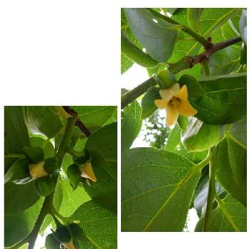 柿の花の投稿画像一覧 Greensnap グリーンスナップ