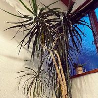 ドラセナ・コンシンネ,ドラセナ,かっこいい！,観葉植物,植物のある暮らしの画像