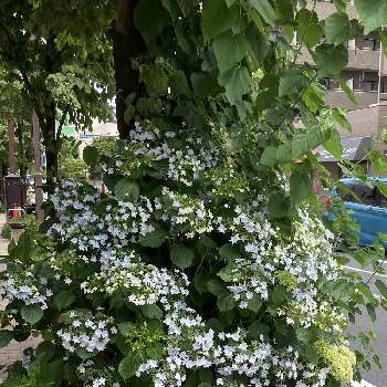 モコモコふわふわの画像 by キントキさん | お出かけ先とアジサイとモコモコふわふわと街路樹の花とアジサイの季節