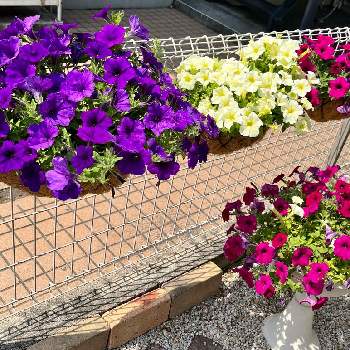 サフィニア イエローの画像 by サニーさん | 小さな庭とサフィニア バイオレットとサフィニア イエローとサフィニアとサフィニア パープルミニとキュンキュン乙女倶楽部とサンフラビトとお花大好き♡とピンクの花とサンフラマニアと紫色の花とサントリー フラワーズと青い花と青いお花とお花のある暮らしと黄色の花と赤い花とガーデニングとお花と白い花とキュンキュン乙女倶楽部No.305