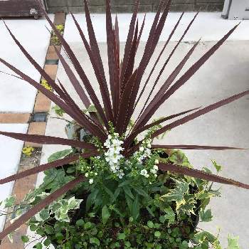 コルジリネ レッドスターの投稿画像一覧 Greensnap グリーンスナップ