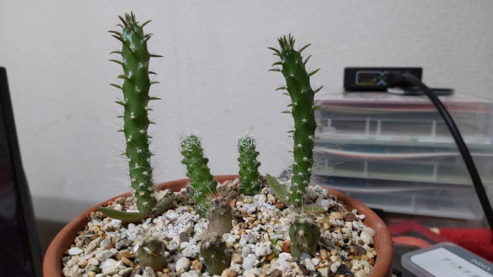 部屋の投稿画像 By 毒柳さん サボテン実生と サボテンと ウチワサボテンとサボテン実生と サボテンと ウチワサボテン 22月6月1日 Greensnap グリーンスナップ Greensnap グリーンスナップ