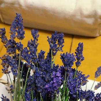 心落ち着くの画像 by ウーゲデールさん | 部屋とブルーと渋い色合いと心落ち着くと紫色の花と美しいとイングリッシュ・ラベンダーと良い香り